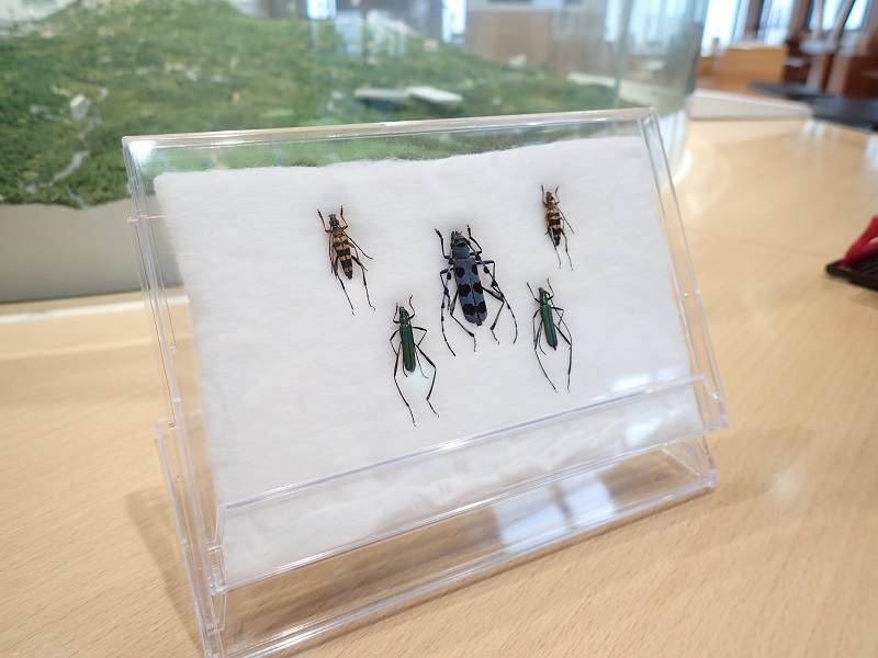  0811標本をつくってみよう