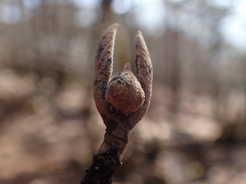 えびの オオカメノキ