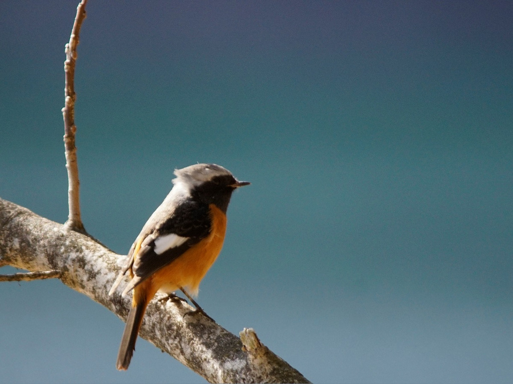 えびの ジョウビタキ