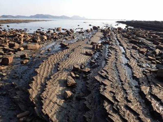 九十九島VC サロン化石