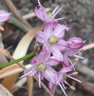 九十九島VC 佐志岳②