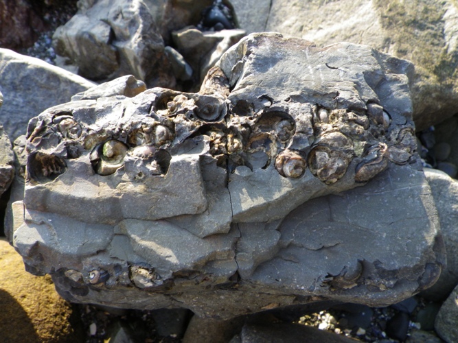 九十九島VC 化石ウォーク