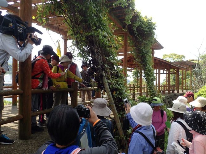 九十九島 4月トビカズラウォーク500