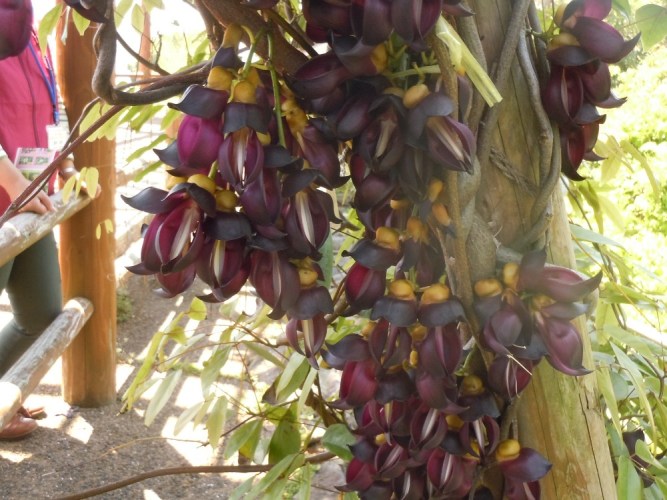 九十九島 4月トビカズラウォーク②