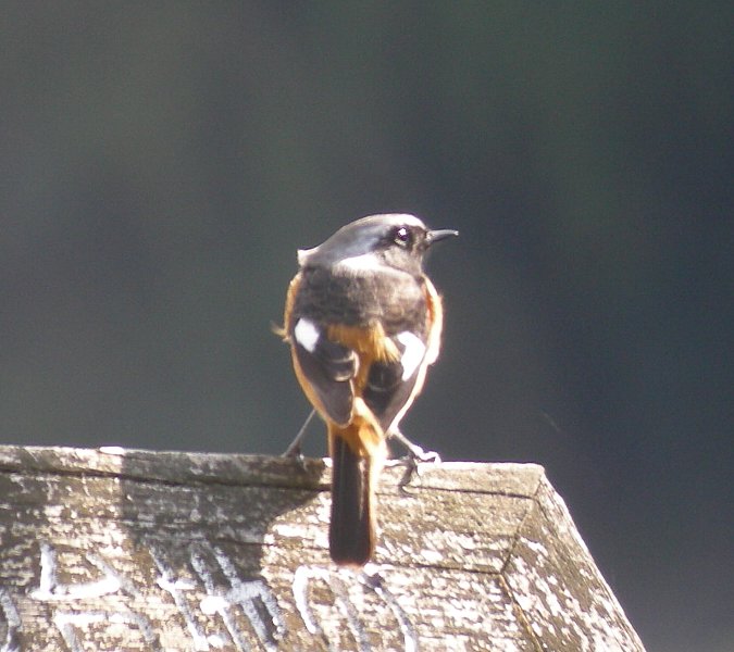 諏訪の池 ジョウビタキ②