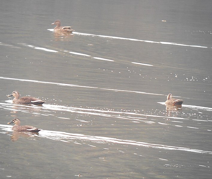 諏訪の池 マガモカルガモ