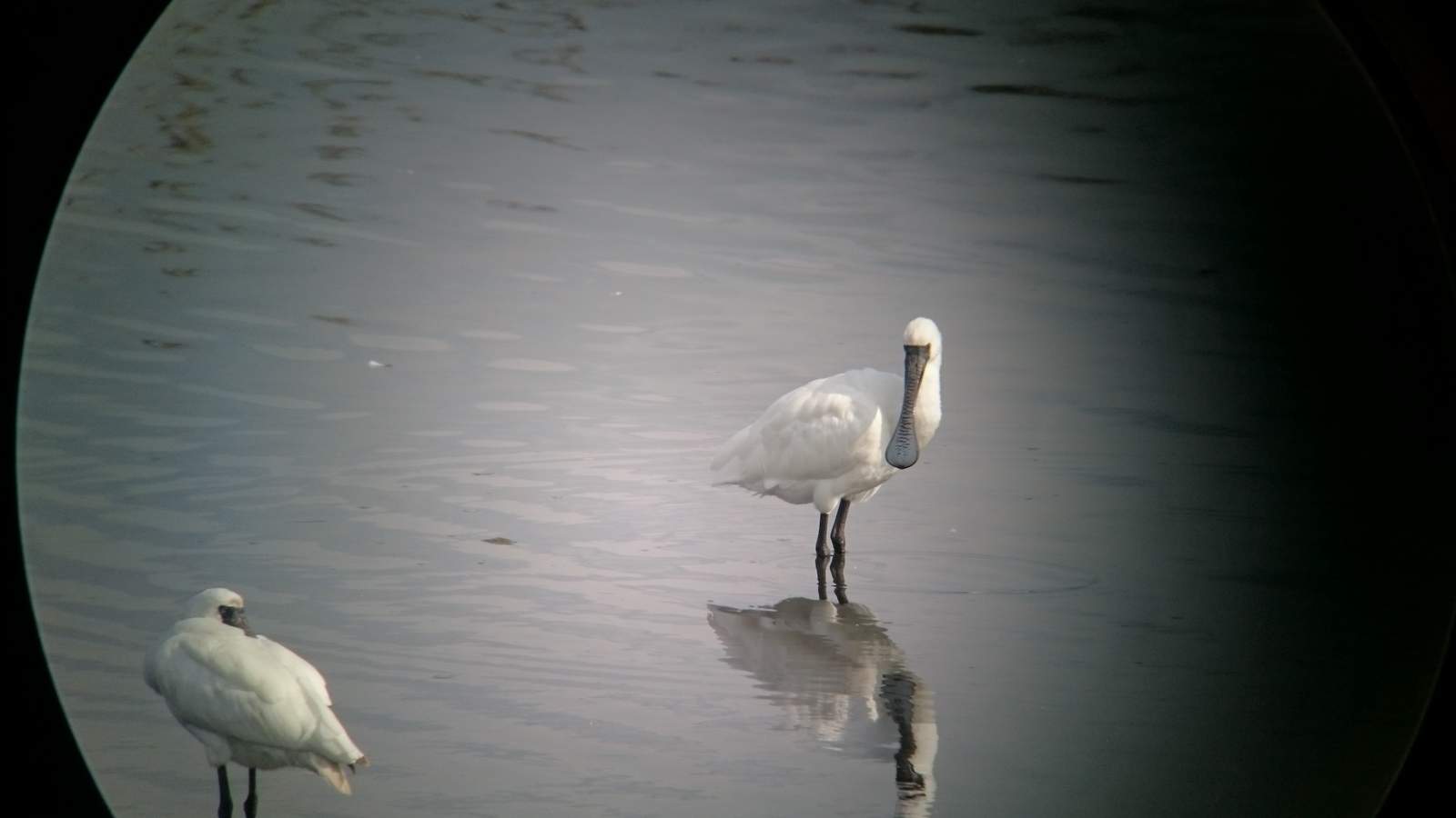 クロツラヘラサギ