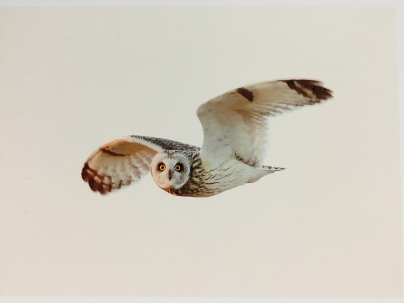 minamiaso komimizuku