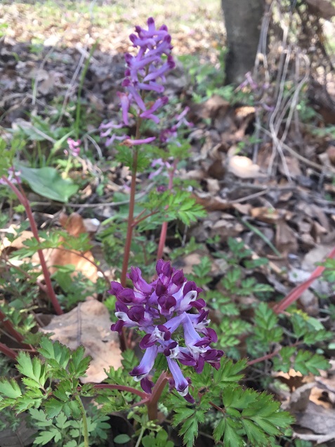 minamiaso murasakikeman