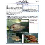 「特定外来生物による生態系等に係る被害の防止に関する法律施行令の一部を改正する政令」の公布及び施行について